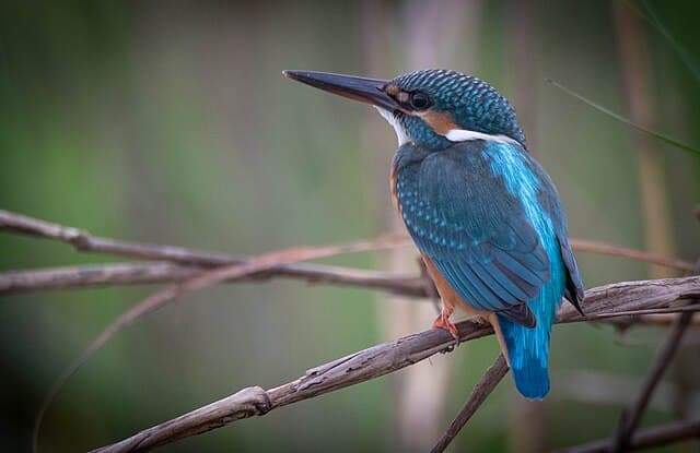 Parsa Wildlife Reserve